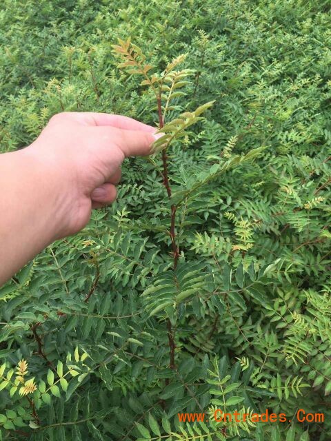 云南省大红袍花椒苗基地