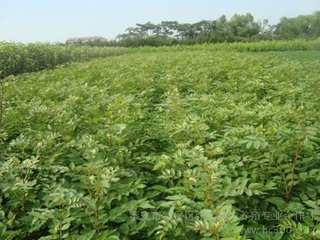 宁夏回族自治区大红袍花椒苗基地