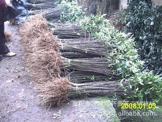 宁夏回族自治区大红袍花椒苗基地