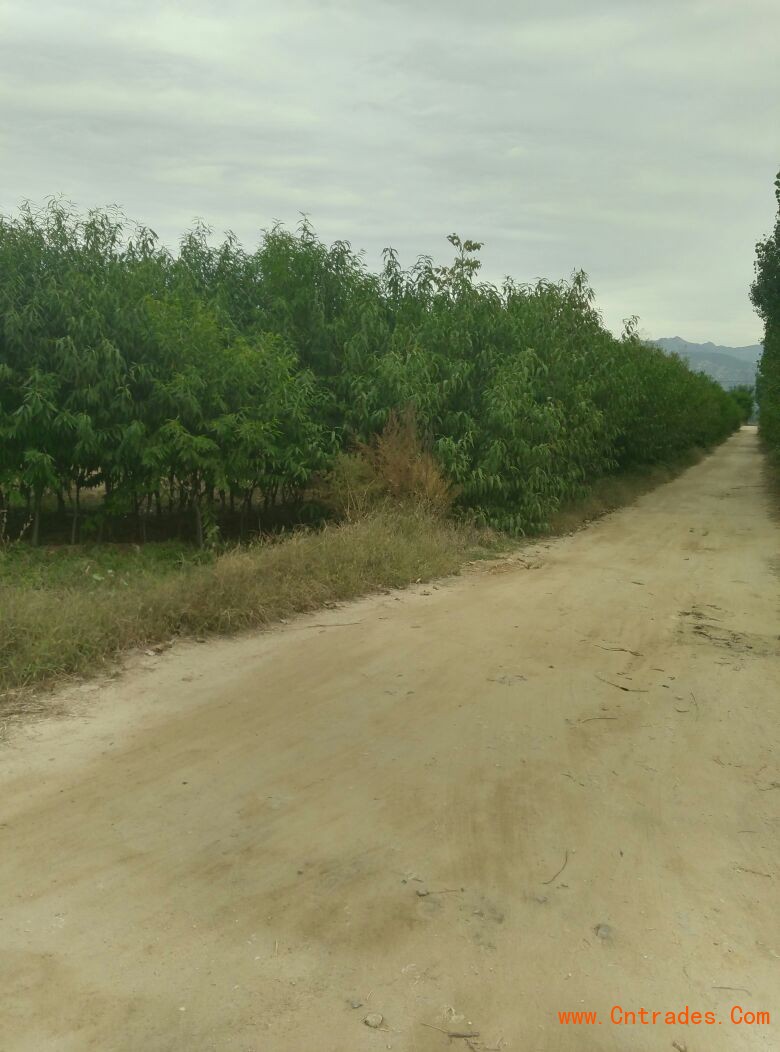 四川省大红袍花椒苗货源地