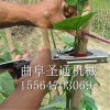 不伤根茎蔬菜绑枝机 细枝条绑枝机价格