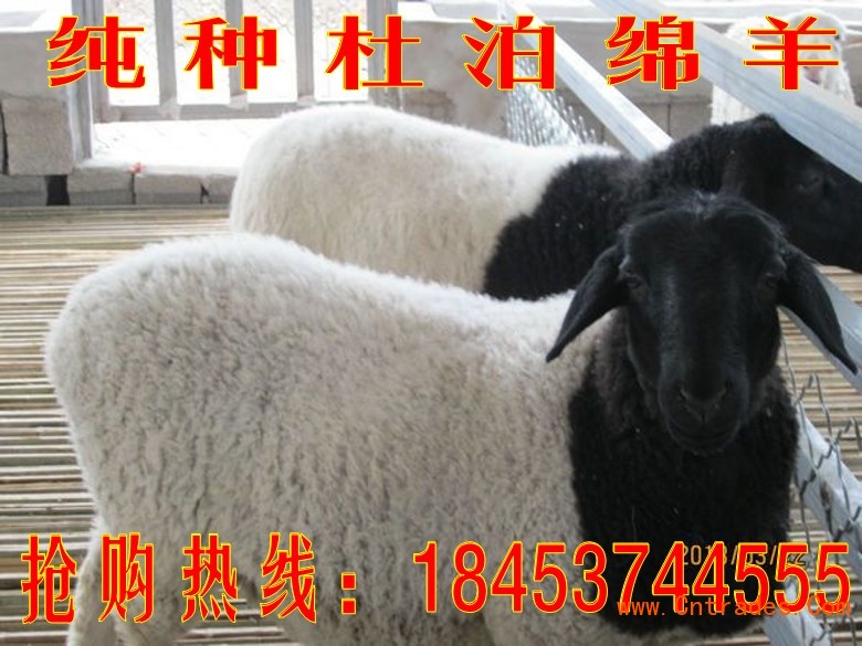 点击打开原图