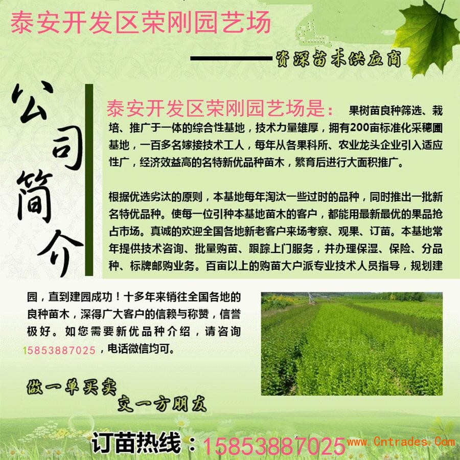 辽宁沈阳条红苹果树苗多少钱一棵