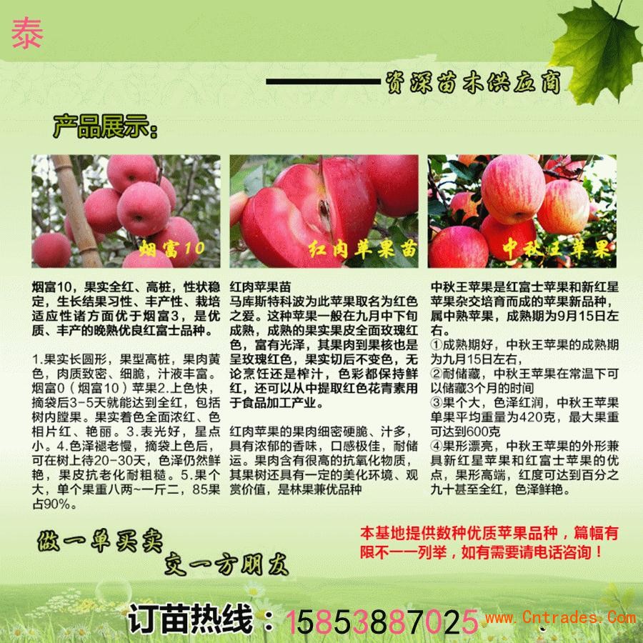 山西忻州条红苹果树苗哪里可以买到