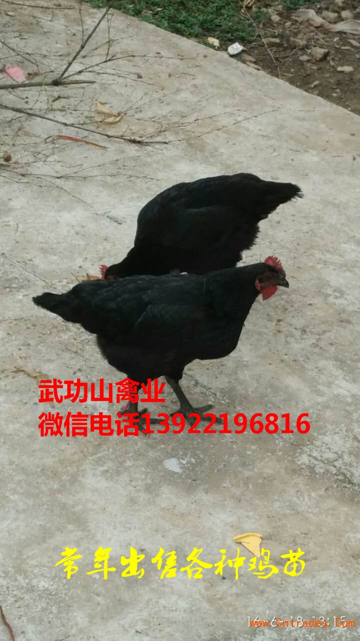 红古青脚麻鸡都兰青脚麻鸡批发价格