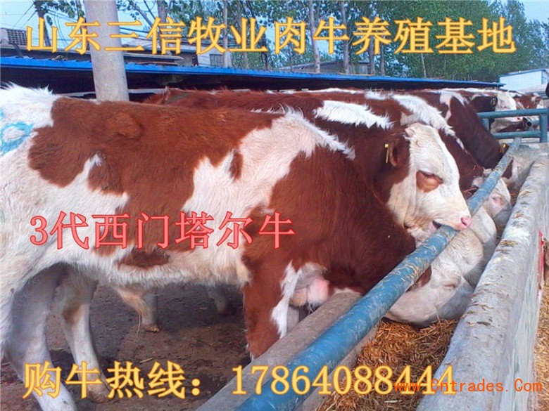 肉牛犊多少钱一头