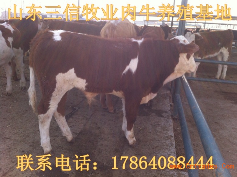 肉牛养殖公司