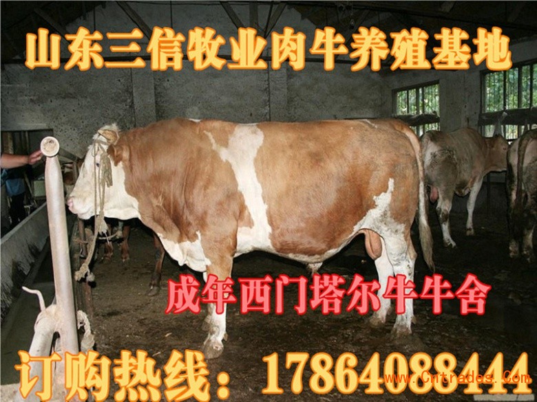 肉牛养殖工艺