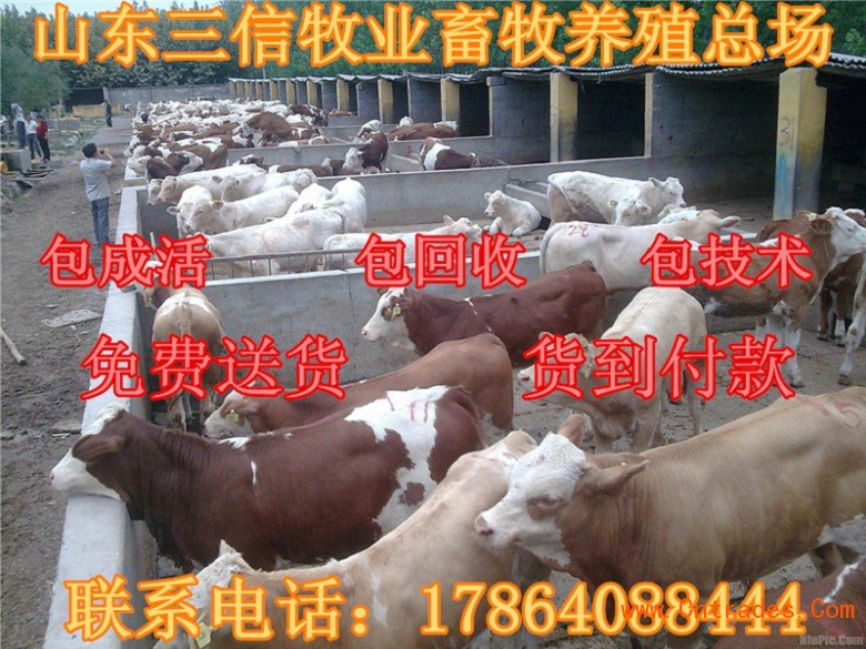 什么地方有卖改良肉牛的