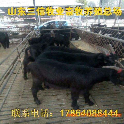 什么地方黑山羊多、肉羊价格