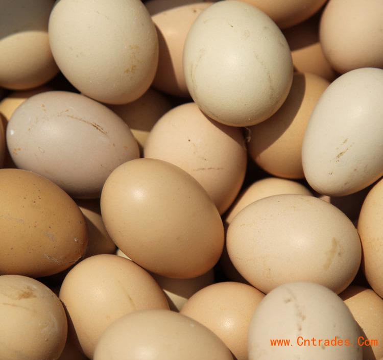 珠海市斗门区养鸡场鸡蛋批发