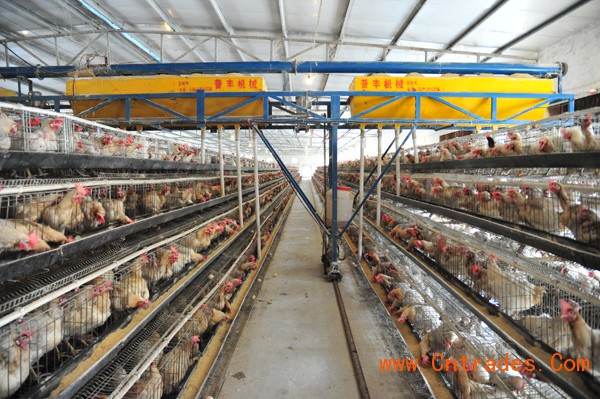 桂林市象山区蛋鸡养殖农户鸡蛋鸡蛋批发商