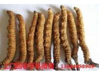 广州萝岗回收冬虫夏草-回收冬虫夏草商家